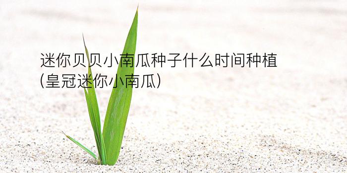 迷你贝贝小南瓜种子什么时间种植(皇冠迷你小南瓜)