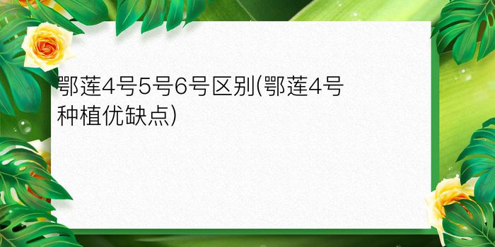 鄂莲4号5号6号区别(鄂莲4号种植优缺点)