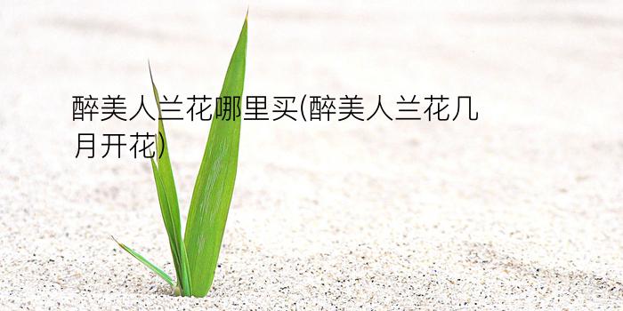 醉美人兰花哪里买(醉美人兰花几月开花)