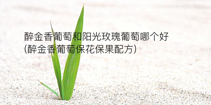 醉金香葡萄和阳光玫瑰葡萄哪个好(醉金香葡萄保花保果配方)