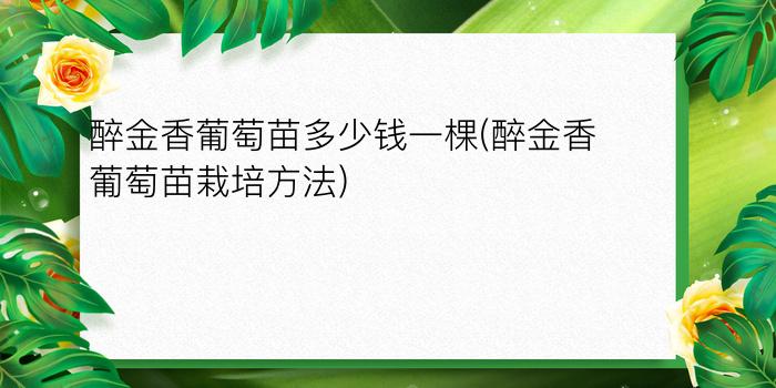 醉金香葡萄苗多少钱一棵(醉金香葡萄苗栽培方法)