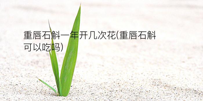 重唇石斛一年开几次花(重唇石斛可以吃吗)