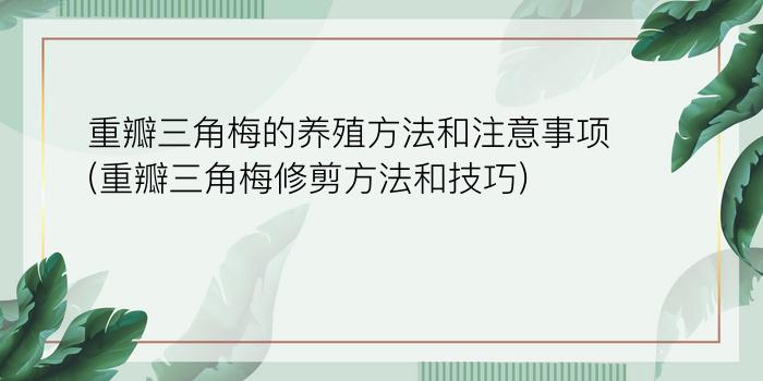 重瓣三角梅的养殖方法和注意事项(重瓣三角梅修剪方法和技巧)