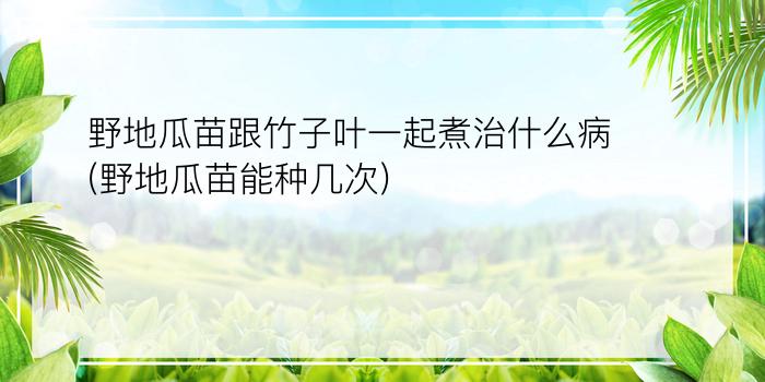 野地瓜苗跟竹子叶一起煮治什么病(野地瓜苗能种几次)