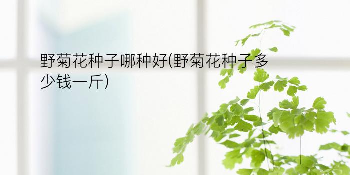 野菊花种子哪种好(野菊花种子多少钱一斤)