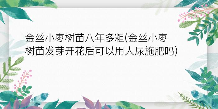 金丝小枣树苗八年多粗(金丝小枣树苗发芽开花后可以用人尿施肥吗?)