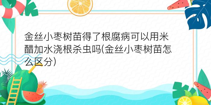 金丝小枣树苗得了根腐病可以用米醋加水浇根杀虫吗(金丝小枣树苗怎么区分)