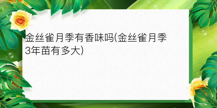 金丝雀月季有香味吗(金丝雀月季3年苗有多大)