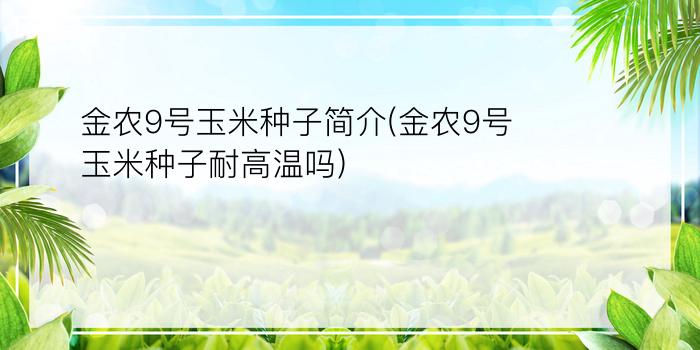 金农9号玉米种子简介(金农9号玉米种子耐高温吗)