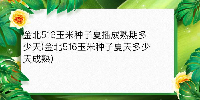 金北516玉米种子夏播成熟期多少天(金北516玉米种子夏天多少天成熟)