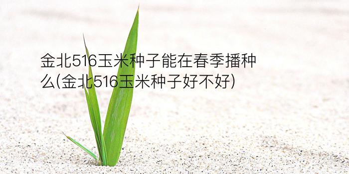 金北516玉米种子能在春季播种么(金北516玉米种子好不好)