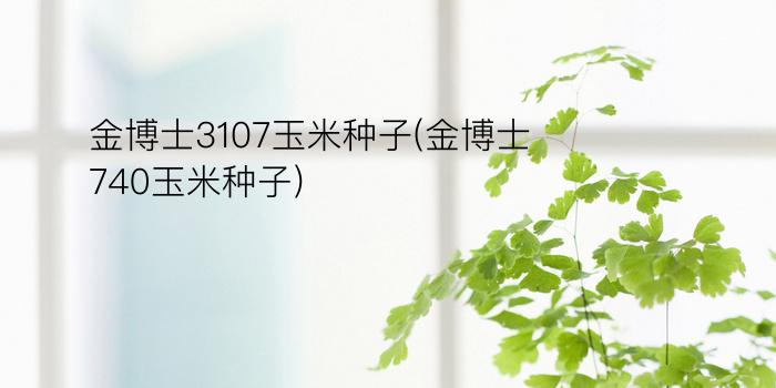 金博士3107玉米种子(金博士740玉米种子)