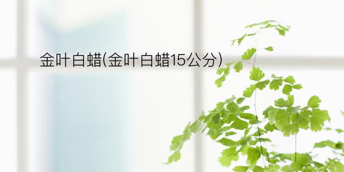 金叶白蜡(金叶白蜡15公分)