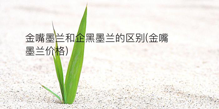 金嘴墨兰和企黑墨兰的区别(金嘴墨兰价格)