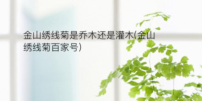 金山绣线菊是乔木还是灌木(金山绣线菊百家号)