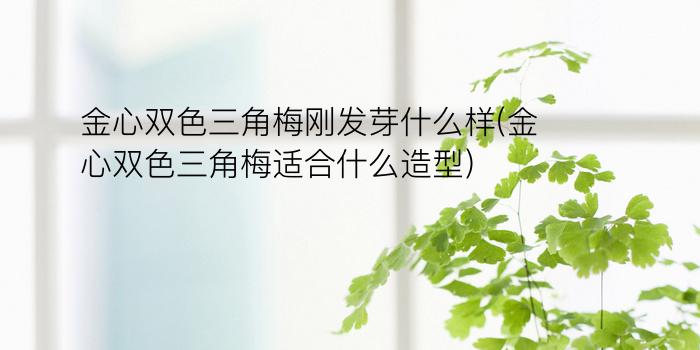 金心双色三角梅刚发芽什么样(金心双色三角梅适合什么造型)