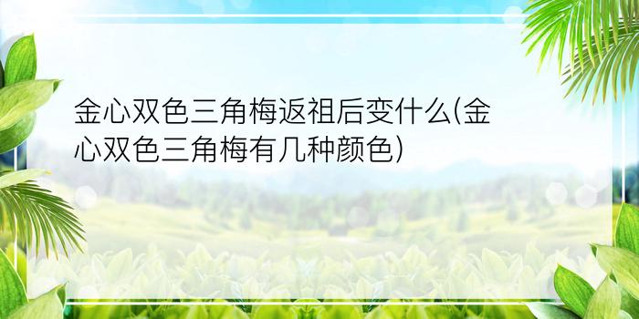 金心双色三角梅返祖后变什么(金心双色三角梅有几种颜色)