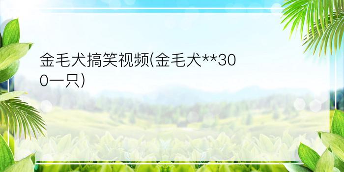 金毛犬搞笑视频(金毛犬**300一只)