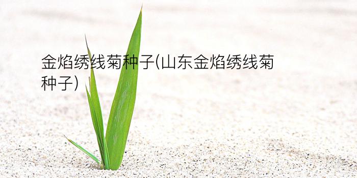 金焰绣线菊种子(山东金焰绣线菊种子)