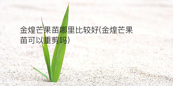 金煌芒果苗哪里比较好(金煌芒果苗可以重剪吗?)