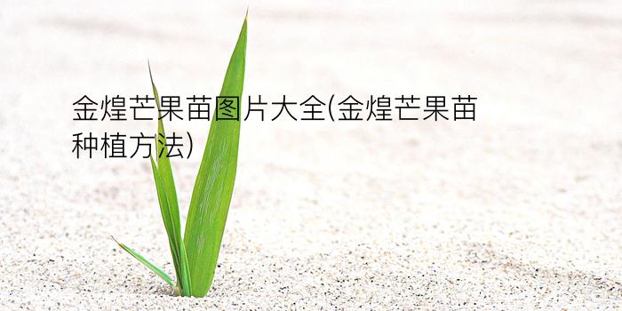 金煌芒果苗图片大全(金煌芒果苗种植方法)