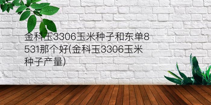 金科玉3306玉米种子和东单8531那个好(金科玉3306玉米种子产量)