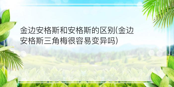 金边安格斯和安格斯的区别(金边安格斯三角梅很容易变异吗)