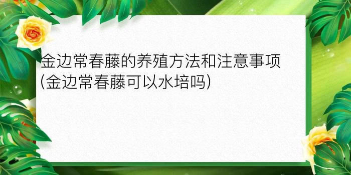 金边常春藤的养殖方法和注意事项(金边常春藤可以水培吗)