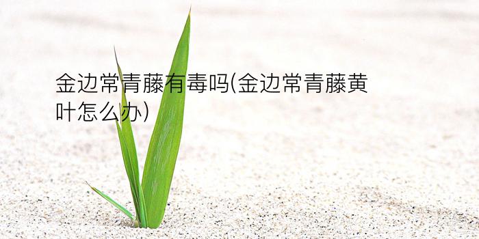 金边常青藤有毒吗(金边常青藤黄叶怎么办)