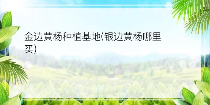 金边黄杨种植基地(银边黄杨哪里买)