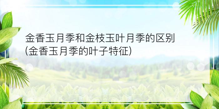 金香玉月季和金枝玉叶月季的区别(金香玉月季的叶子特征)