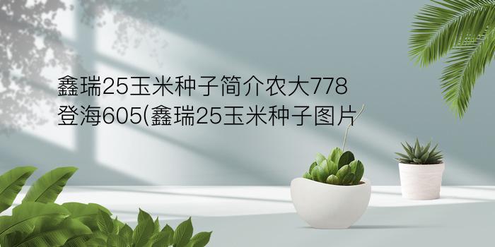 鑫瑞25玉米种子简介农大778登海605(鑫瑞25玉米种子图片)