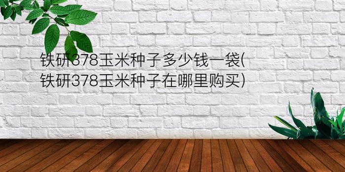 铁研378玉米种子多少钱一袋(铁研378玉米种子在哪里购买)