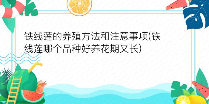 铁线莲的养殖方法和注意事项(铁线莲哪个品种好养花期又长)