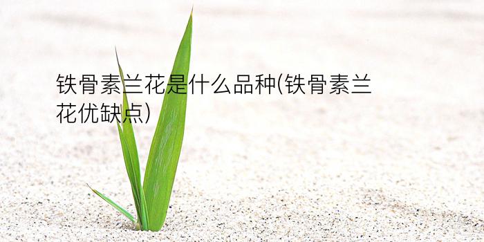 铁骨素兰花是什么品种(铁骨素兰花优缺点)