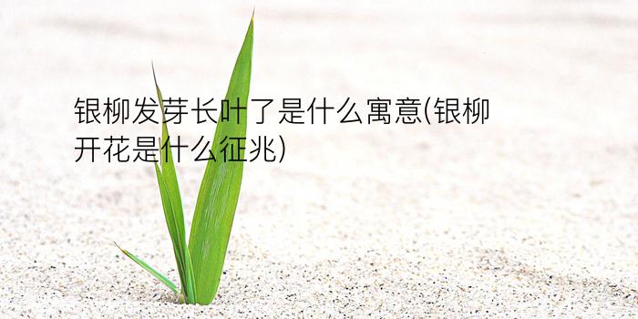 银柳发芽长叶了是什么寓意(银柳开花是什么征兆)