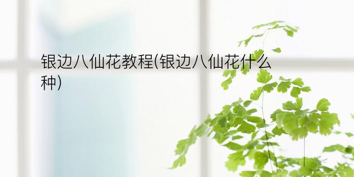 银边八仙花教程(银边八仙花什么种)