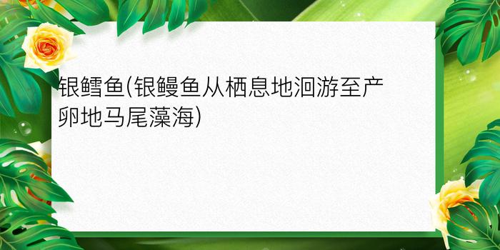 银鳕鱼(银鳗鱼从栖息地洄游至产卵地马尾藻海)