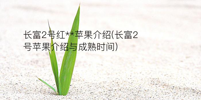 长富2号红**苹果介绍(长富2号苹果介绍与成熟时间)