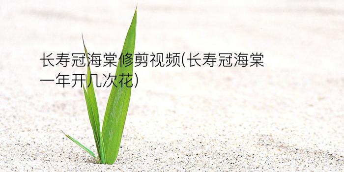 长寿冠海棠修剪视频(长寿冠海棠一年开几次花)