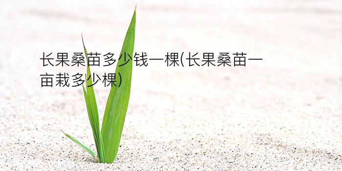 长果桑苗多少钱一棵(长果桑苗一亩栽多少棵)