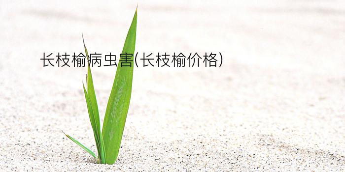 长枝榆病虫害(长枝榆价格)