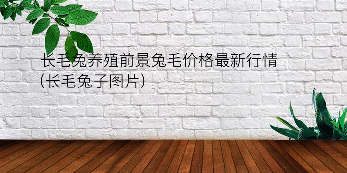 长毛兔养殖前景兔毛价格最新行情(长毛兔子图片)