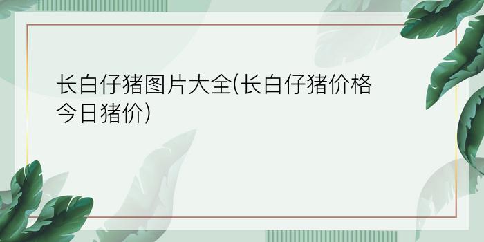 长白仔猪图片大全(长白仔猪价格今日猪价)