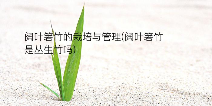 阔叶箬竹的栽培与管理(阔叶箬竹是丛生竹吗)