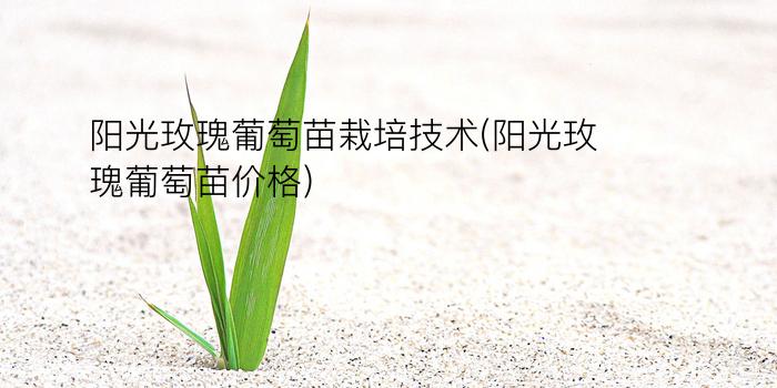 阳光玫瑰葡萄苗栽培技术(阳光玫瑰葡萄苗价格)