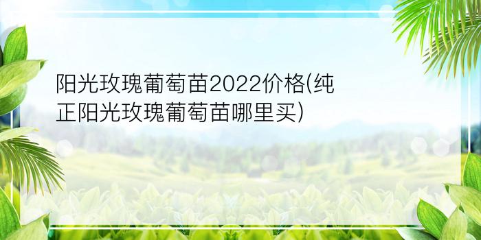 阳光玫瑰葡萄苗2022价格(纯正阳光玫瑰葡萄苗哪里买)