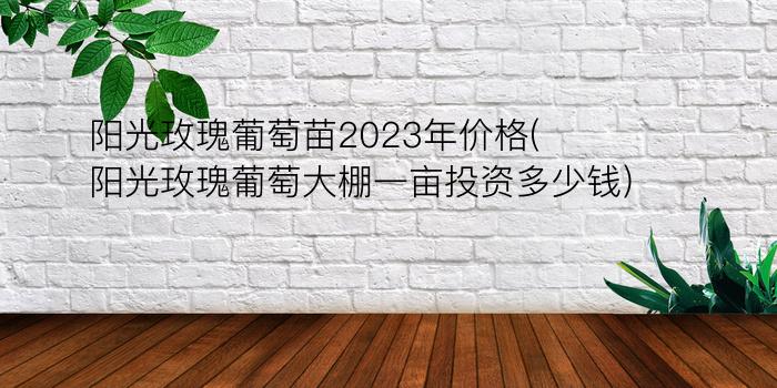 阳光玫瑰葡萄苗2023年价格(阳光玫瑰葡萄大棚一亩投资多少钱)