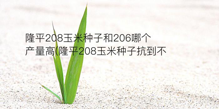 隆平208玉米种子和206哪个产量高(隆平208玉米种子抗到不)