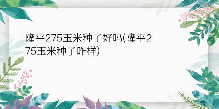 隆平275玉米种子好吗(隆平275玉米种子咋样)